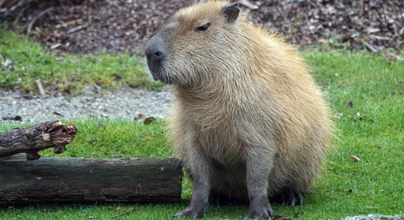A hatalmas kapibara, aki apró tengerimalacnak érzi magát