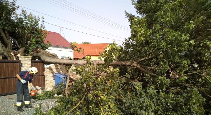 Fákat döntött ki a vihar Dombóváron