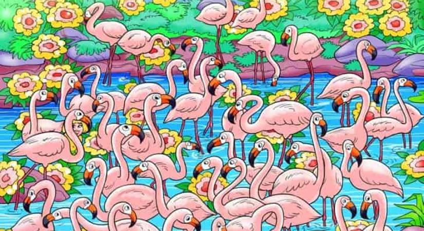 Kiemelkedő képességeid vannak, ha megtalálod a lányt a flamingók között 6 másodperc alatt