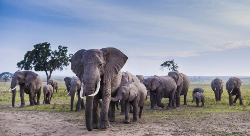 Nevet adnak egymásnak az afrikai elefántok