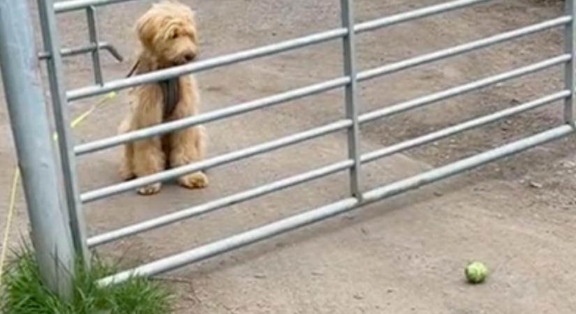 Nem tudja a kutya, hogy menjen át a kerítésen: a megoldáson milliók nevetnek - Videó