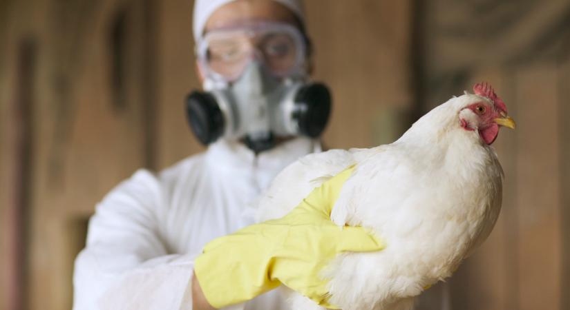 Újfajta madárinfluenza bukkant fel: gyorsan terjed, az emberre is veszélyes!