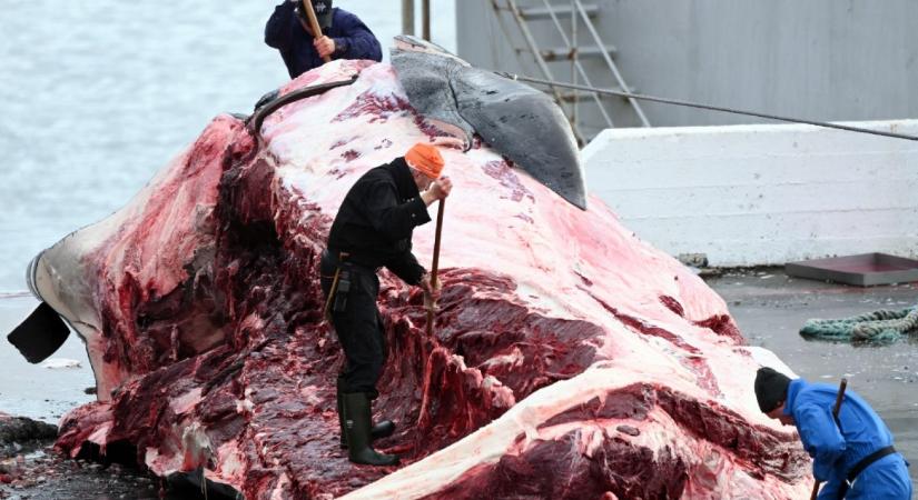 Izland engedélyt adott az ország utolsó bálnavadászati vállalatának 128 barázdás bálna levadászására