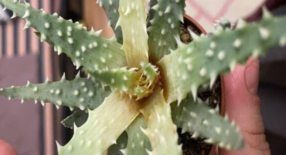 Narancssárga folyadék tört fel az Aloe vera növényből – mit tegyek?