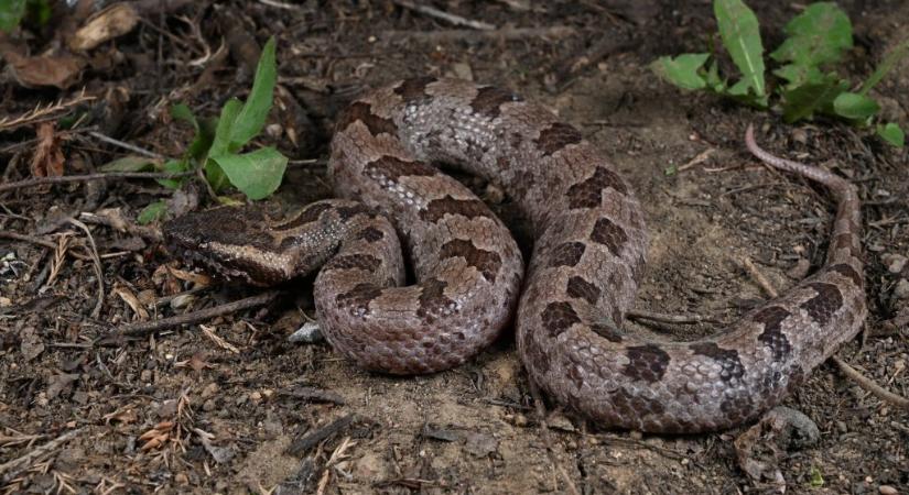 Eddig ismeretlen mérges kígyót fedeztek fel Kínában