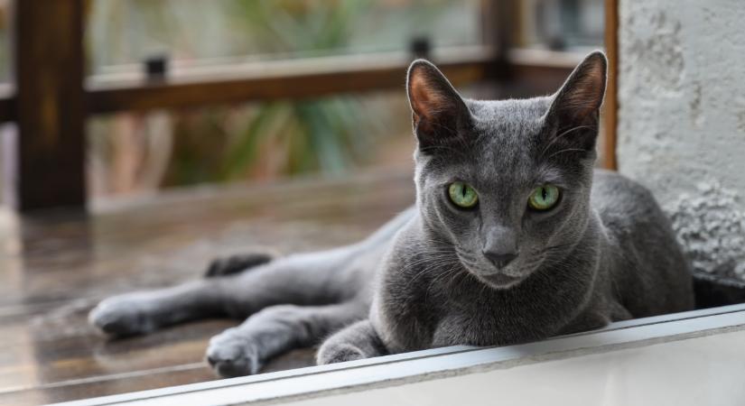 Smaragdszemű gyógyítók: mennyit tudsz az orosz kék macskáról? – Kvíz