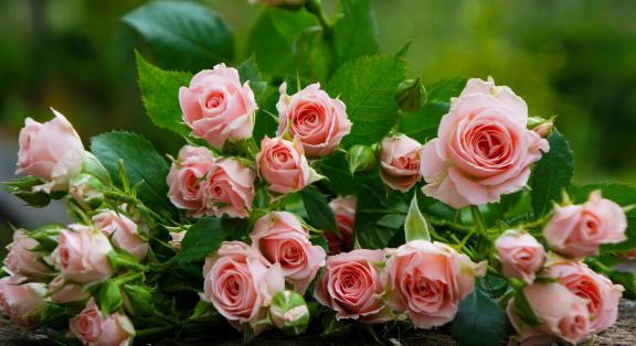 Egyetlen grammjához 1500 pompás virág szükséges – ezért hamisítják a rózsaolajat!