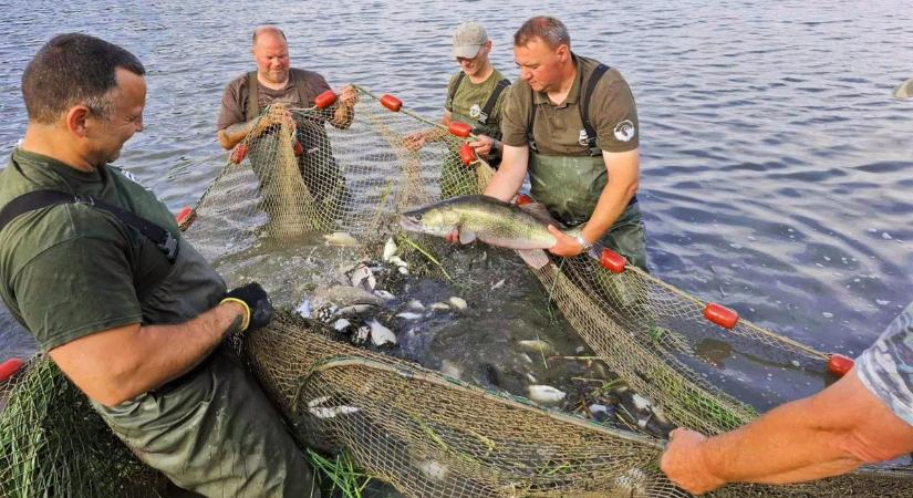 Halmentés: megúszták a Vezsenynél bajba került halak