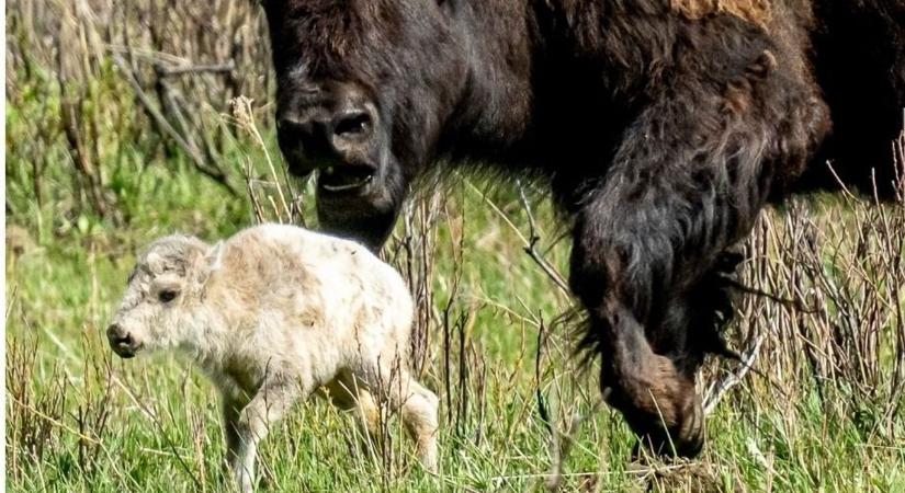 A Yellowstone parkban született fehér bölény beteljesíti az indián próféciát