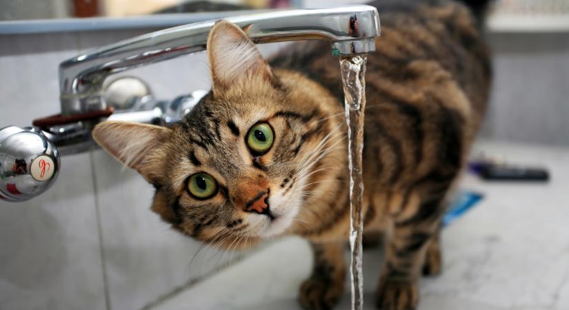 Legalább ennyi vizet kell innia a macskának, hogy ne legyen baja