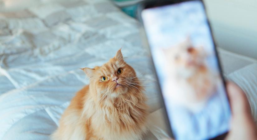 Ez a legújabb macskás őrület a közösségi médiában (videó)