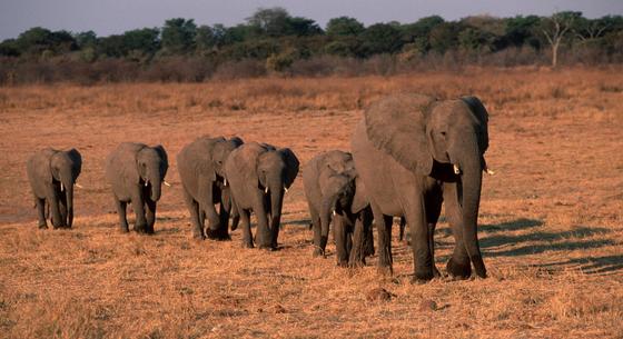 Kiderült: nevükön szólítják társaikat az elefántok