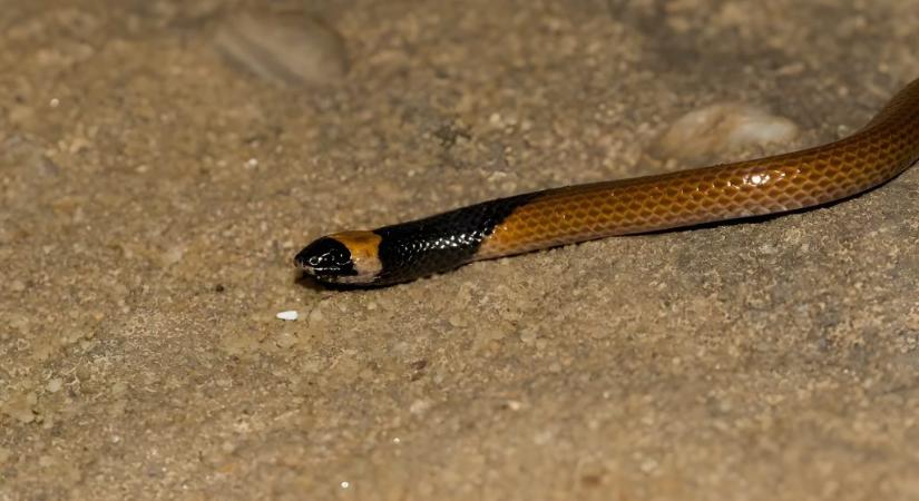 Titokzatos új kígyófajt találtak Szaúd-Arábiában