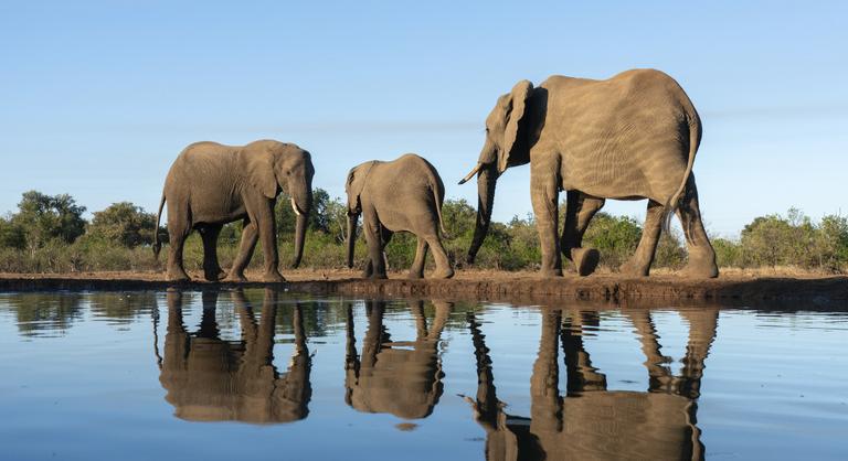 Az elefántok konkrét neveken szólítják egymást