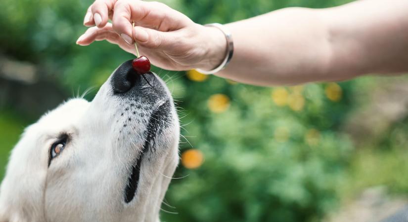 Veszélyes lehet a cseresznye a kutyának? Így adja, hogy ne legyen belőle baj