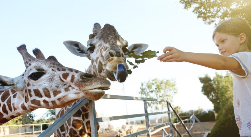 Lélegzetelállító programokkal vár idén nyáron a debreceni állatkert: kár lenne kihagyni, itt vannak a részletek