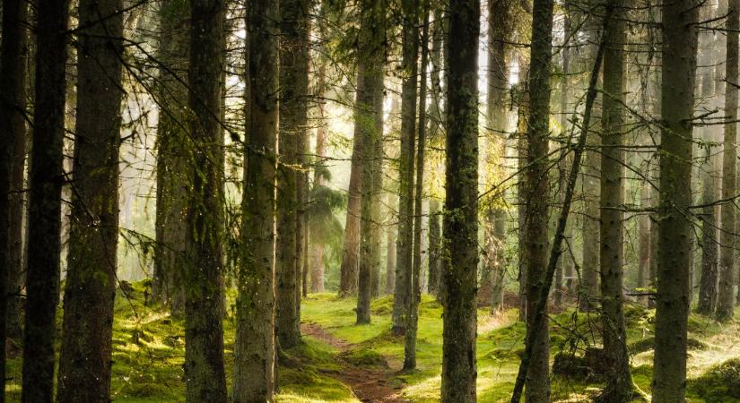 Szigorú tilalom lépett életbe: komoly változások jönnek a népszerű vidéki erdőben