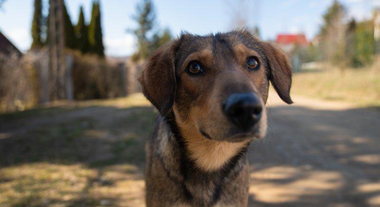 Bőven akadnak kóbor kutyák Sepsiszentgyörgyön, folytatják a keresést