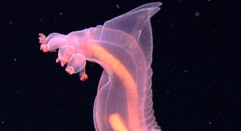 Fejetlen csirkeszörny: bizarr élőlényt filmeztek a tenger mélyén  videó