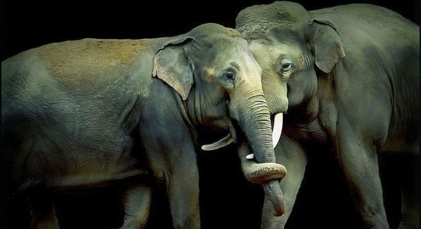 Az afrikai elefántok a nevükön szólítják egymást, mint az emberek