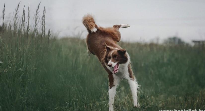 A border collie, az egyik legjobban tanítható kutyafajta