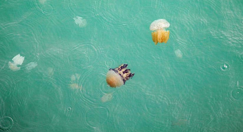 Kínai medúzák jelentek meg a Dunán