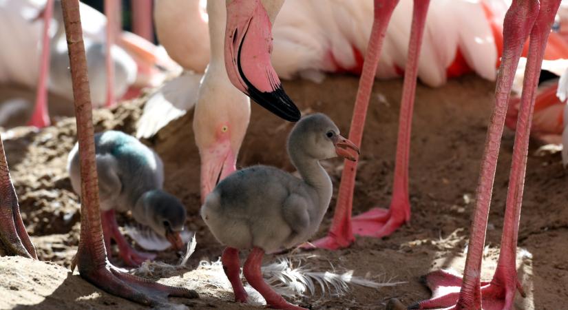 Flamingófiókák a budapesti állatkertben