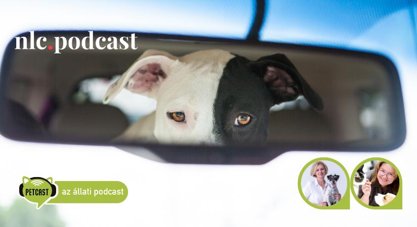 Petcast. Az állati podcast: Ha változik a kutyád viselkedése, vidd állatorvoshoz!