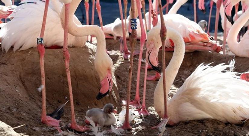 Flamingókfiókák keltek ki a budapesti állatkertben