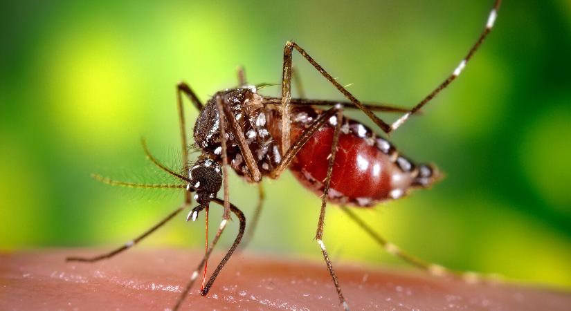 Szlovákiában is megjelent a dengue-lázat terjesztő szúnyog