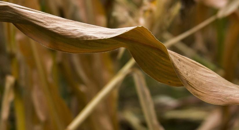 Bezuhant a kukorica ára az időjárási aggodalmak miatt