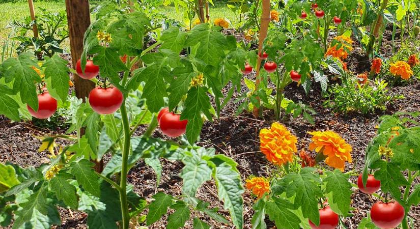 4 egyszerű tipp a bőséges paradicsom termésért – Ha már megvetted a palántákat, ne engedd, hogy a bogaraké legyen minden