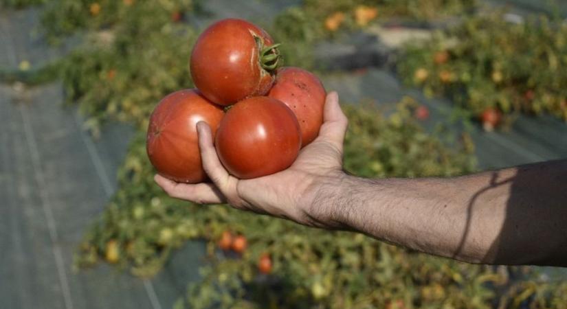 Tonnaszám dobják a szemétbe a paradicsomot a román gazdák, mert nincs ára a piacon - videó