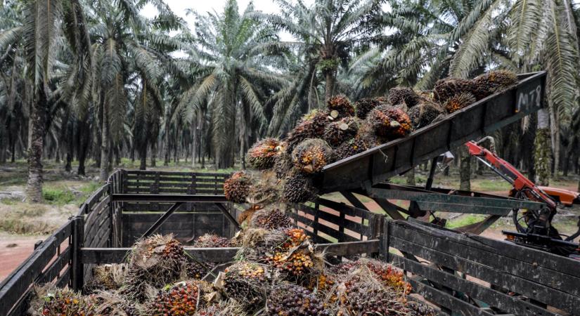 Indonézia a mezőgazdasági nyersanyagok digitális nyomkövetését tervezi
