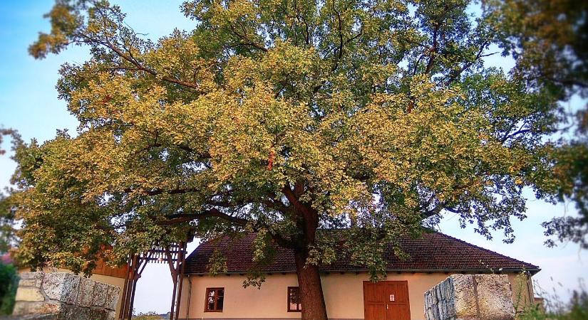 Az év fája lehet Bodrogkisfalud öreg csodája