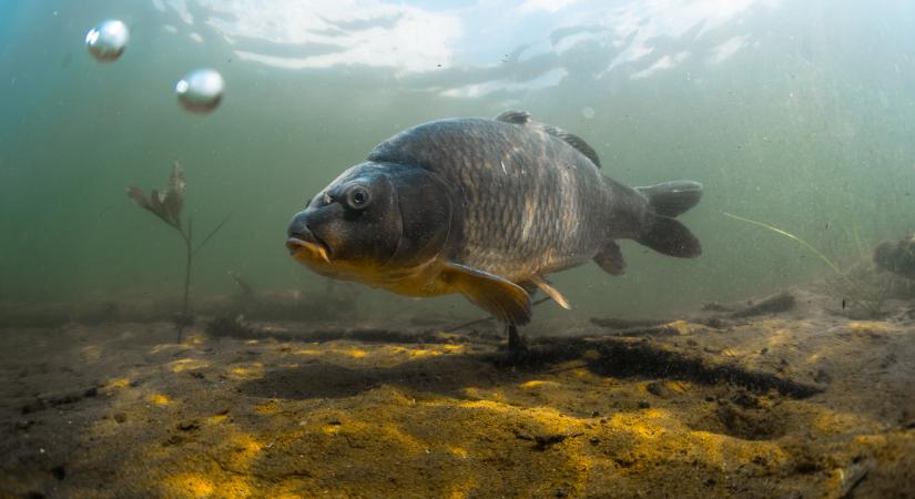 Idegen halak jelentek meg a magyar vizekben: gyorsan terjednek