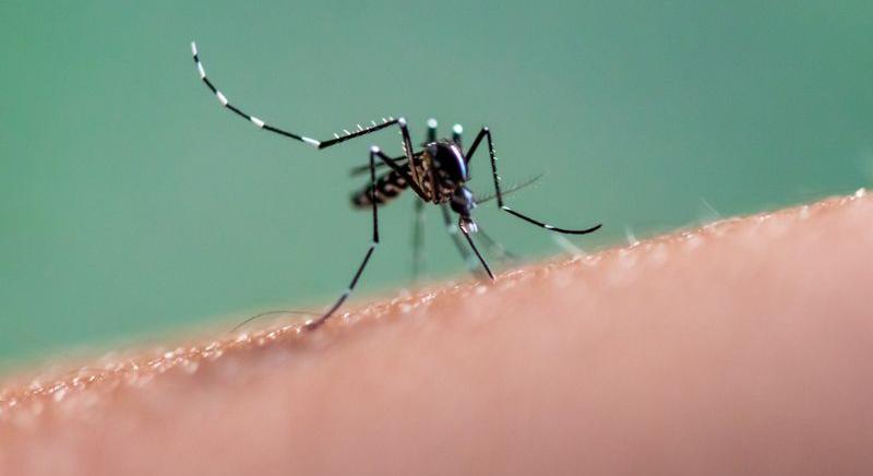 A tigrisszúnyogok okozta dengue-láz terjed Európában – Így védekezhetsz