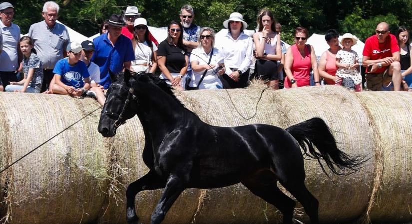 A nóniusz lovak ünnepe: tenyészszemle és lovasnap Olaszfán