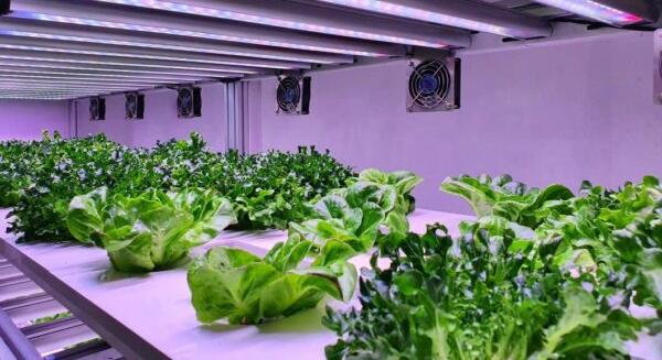 Saláta: vertikális farmról az áruházba