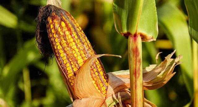 A kukorica kártevői nyáron sem pihennek – Főbb és kisebb jelentőségű károkozók és kártételeik