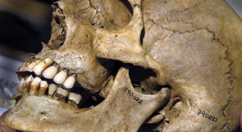 Kutyája maradványaival ajándékozta el saját csontjait az antropológus