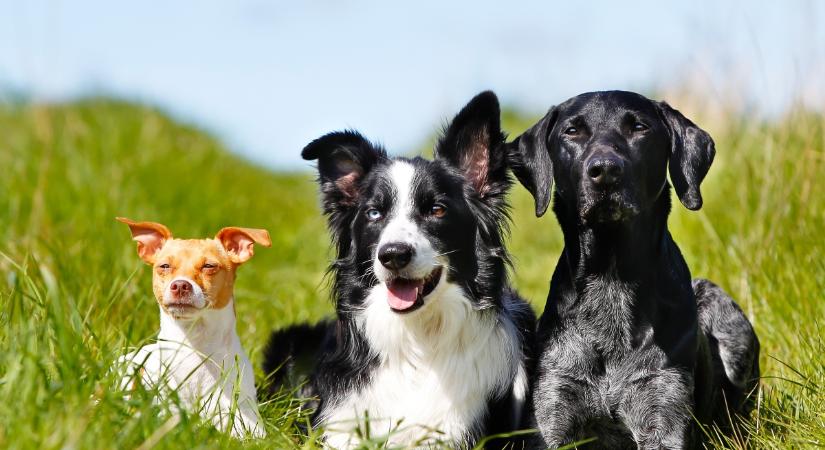 Bebizonyosodott, a különböző kutyafajták képességei valóban jelentősen eltérnek