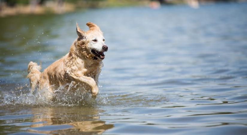 5 kutyabarát strand, ahol kedvenceddel élvezheted a vizet