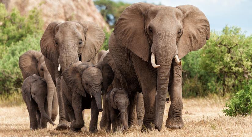 Nevet adnak egymásnak az elefántok