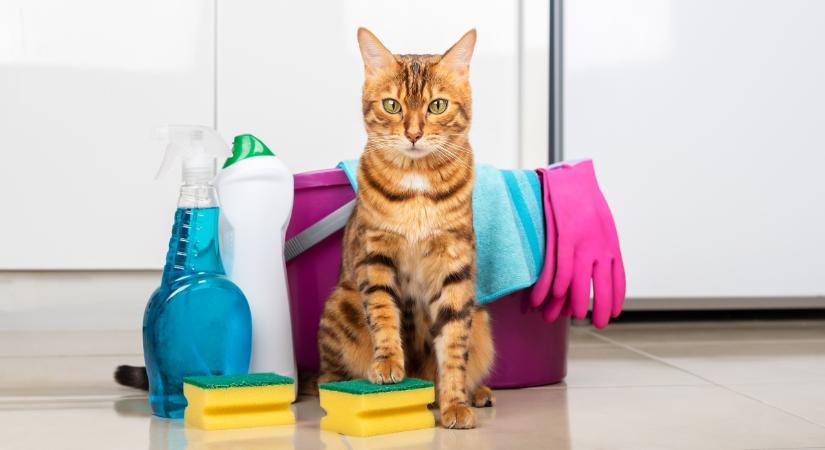 Miért vonzódnak a macskák annyira a klóros tisztítószerekhez?