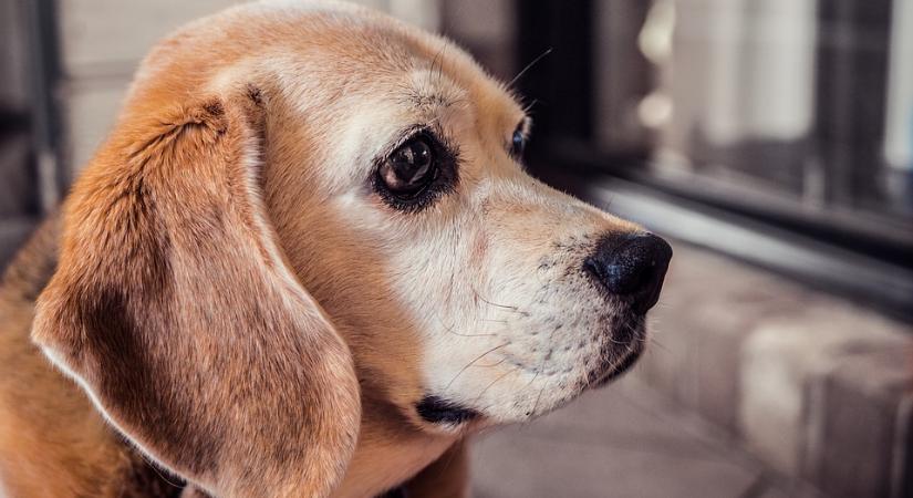 Az ELTE kutatása szerint dicsérettel és támogatással jobban tanulnak a kutyák