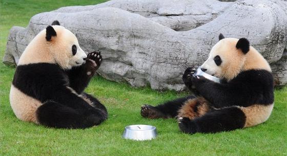 Kína békülne Ausztráliával, küldenek is két pandát