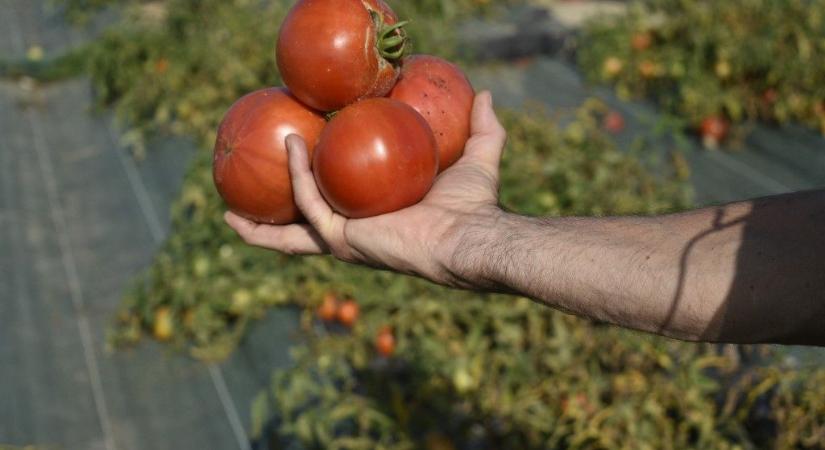 Inkább a szemétbe dobják a paradicsomot a román gazdák, mert annyira olcsó