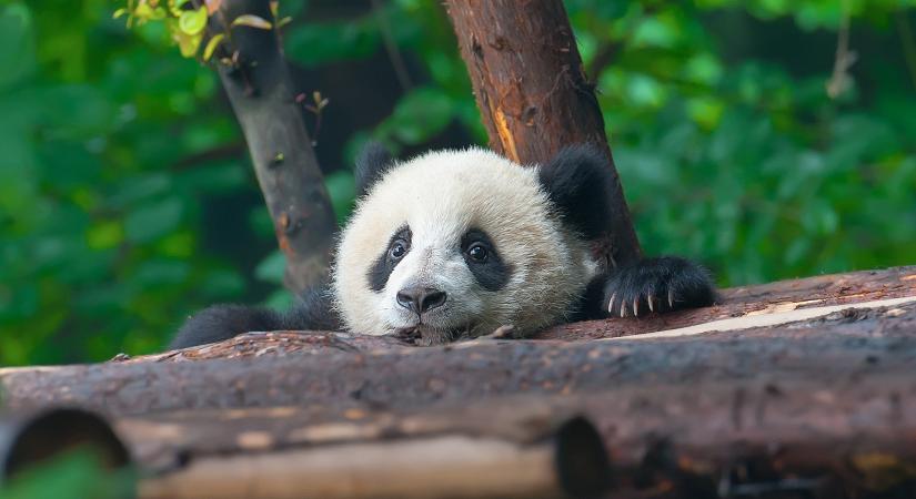 Pandákkal javítja Kína az ausztrál kapcsolatokat
