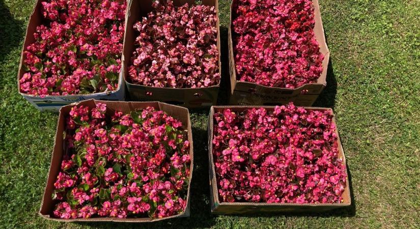Debreceni virágok ékesítik majd Tiszacsege köztereit